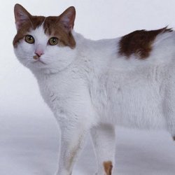 宠物猫之日本短尾猫品种介绍