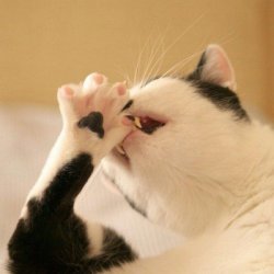 <b>适合做头像的搞怪搞笑猫咪图片</b>