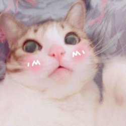 <b>卡哇伊猫咪超可爱头像</b>