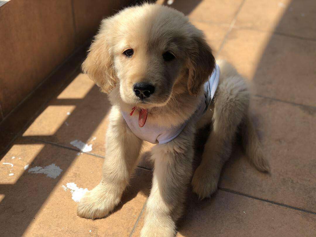 可爱金毛幼犬图片大全(高清版)