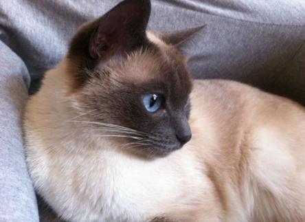 这6种猫，一旦它成为流浪猫，它们真的很难活过3个月（图2）