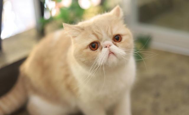 这6种猫，一旦它成为流浪猫，它们真的很难活过3个月（图7）