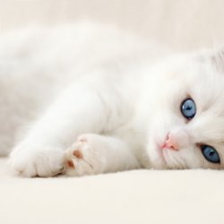 呆萌可爱小猫咪图片