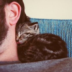 温馨可爱猫咪主子图片