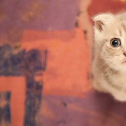 可爱搞笑的猫咪图片