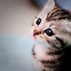 可爱猫咪的唯美图片