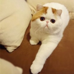 加菲猫红小胖可爱小猫咪图片