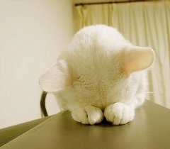 可爱呆萌小猫咪图片