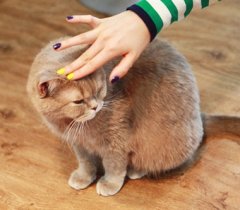 卡哇伊可爱小动物图片