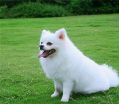 可爱的萌宠小狗狗图片