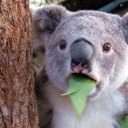 可爱呆萌考拉照片图片