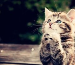 可爱小动物萌宠猫咪照片