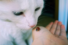 萌物猫咪可爱图片照片