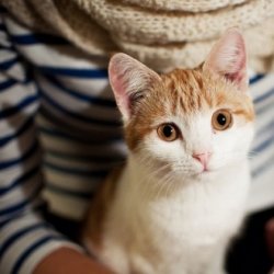 唯美猫咪的文艺意境图片