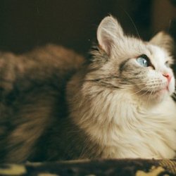 超好看的猫咪可爱图片