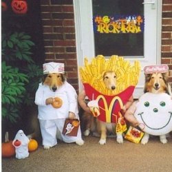 萌物超可爱的狗狗图片