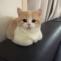 微信头像猫咪萌宠图片大全