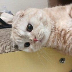 超萌的睡觉的懒猫图片头像