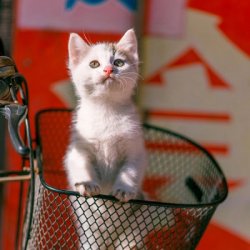 宿舍头像8个搞怪猫咪头像可爱