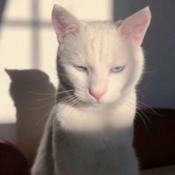 可爱漂亮搞怪猫咪图片大全