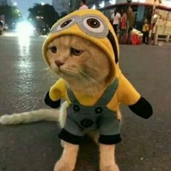 情侣头像动物超萌一对一左一右可爱