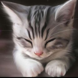 猫咪图片大全可爱抖音头像