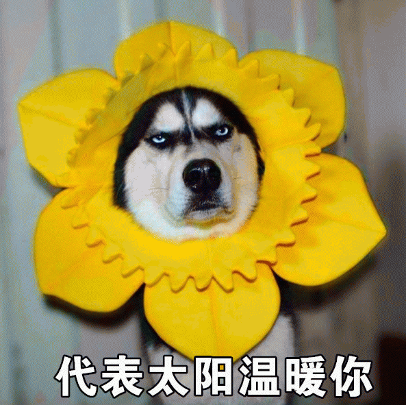 哈士奇表情包 [那你好棒棒哦 要不要给你鼓鼓掌？]