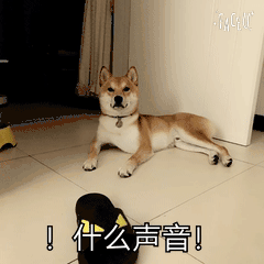 柴犬表情包  [天大地大睡觉最大]
