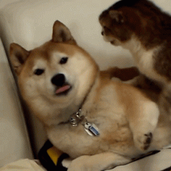 搞笑狗狗柴犬GIF动态表情包