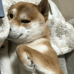 柴犬gif动态表情包 [一套超级可爱的微信秋田犬表情]