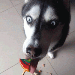 狗狗哈士奇吃棒棒糖套路表情