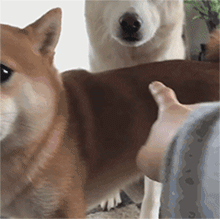 柴犬gif动态表情包 [一套超级可爱的微信秋田犬表情]