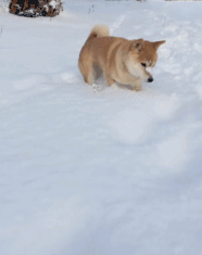 柴犬gif动态表情包 [一套超级可爱的微信秋田犬表情]