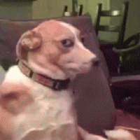 狗子眼神表情包 [确定过眼神 我遇见对的人]