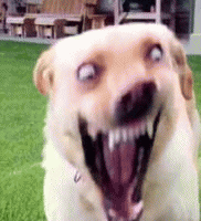 狗子眼神表情包 [确定过眼神 我遇见对的人]