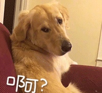 宠物带字表情包 [金毛犬：等一个有缘人]