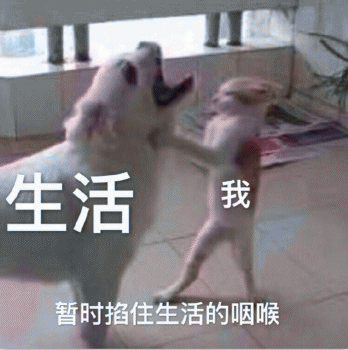 狗子表情包 [表面稳如狗 内心慌得一批]