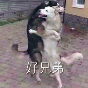 狗子表情包 [表面稳如狗 内心慌得一批]