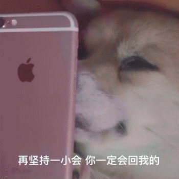 舔狗表情包 [所谓舔狗，为了爱情而选择卑微的可怜人罢了]