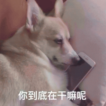 舔狗表情包 [所谓舔狗，为了爱情而选择卑微的可怜人罢了]