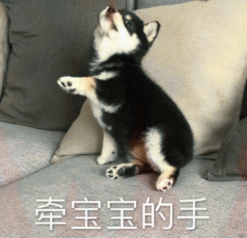 狗子表情包 [表面稳如狗 内心慌得一批]
