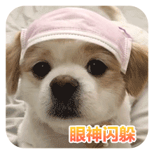 沙雕狗狗表情包 [大家都听我说，你们都是狗]