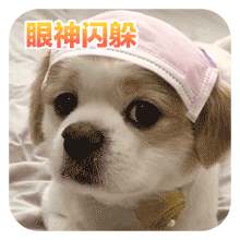 沙雕狗狗表情包 [大家都听我说，你们都是狗]