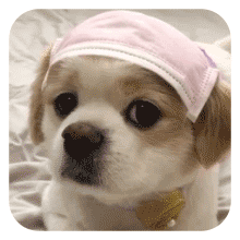 沙雕狗狗表情包 [大家都听我说，你们都是狗]