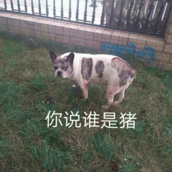 沙雕狗狗表情包 [大家都听我说，你们都是狗]