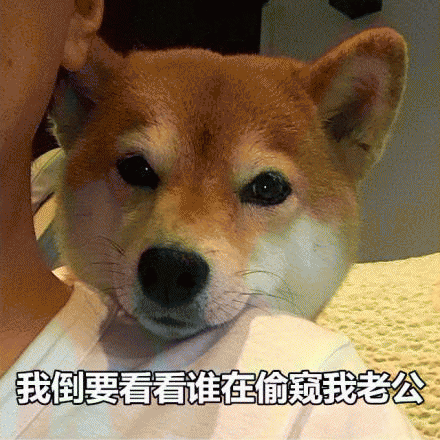 秋田犬表情包 [野心不大 你和天下]