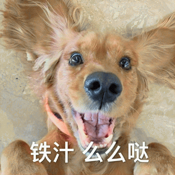 狗狗表情包带字 [这双狗眼看透太多了]