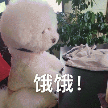 狗狗表情包带字 [这双狗眼看透太多了]