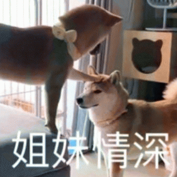 狗狗表情包带字 [这双狗眼看透太多了]