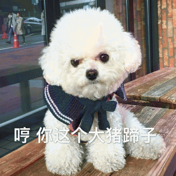 狗狗表情包带字 [这双狗眼看透太多了]